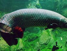 Арапайма (Arapaima gigas) - одна из самых крупных пресноводных рыб Самая большая арапайма в мире